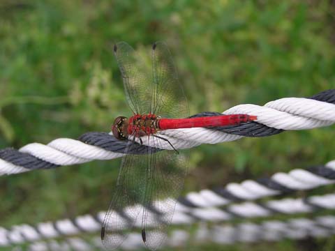 �i�c�A�J�l�̃I�X