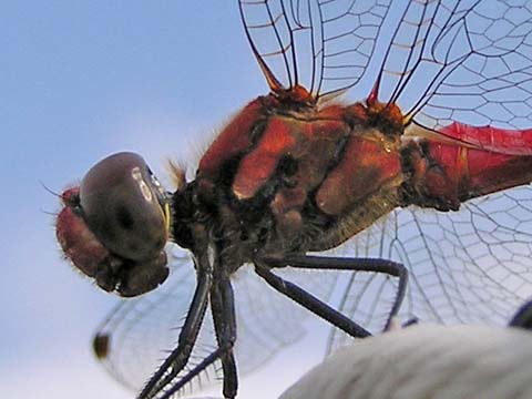 �i�c�A�J�l�̃I�X