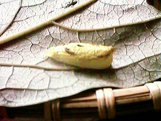 ���F����