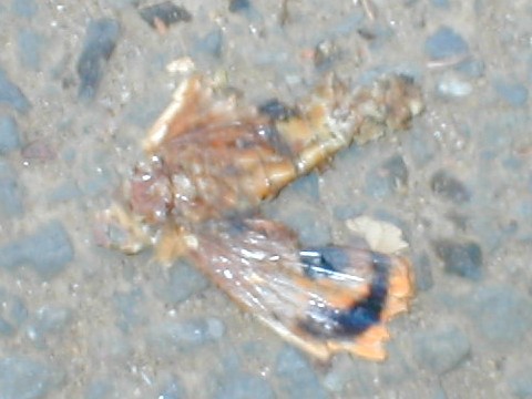 �A�P�r�R�m�n�̎��́H�i�����j