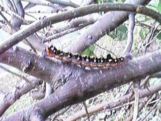 �����S�P������