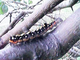 �����S�P������