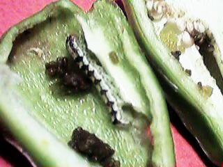 �ٕ�����