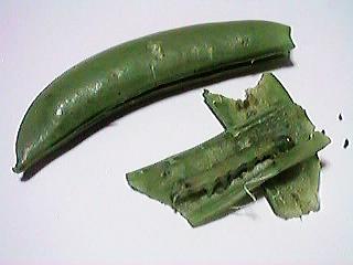 ����ǂ����Y