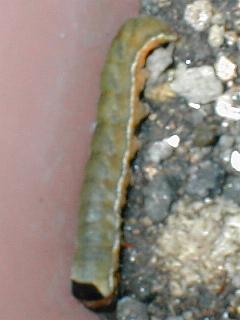 �L�o�����N���L���K