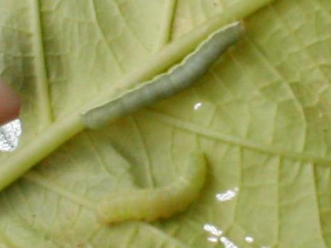 �V���V�^���g�E�̎Ⴂ�c���i���Ԃ�j