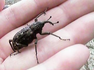 �]�E���V�̈��