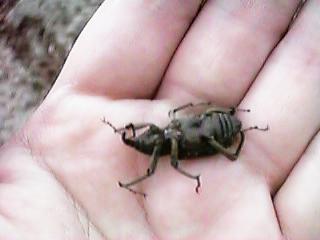 �Ђ����肩�������]�E���V