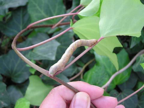 �c�}�g�r�L�G�_�V���N�H