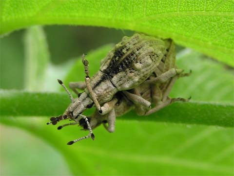 �q���V���R�u�]�E���V�̌��