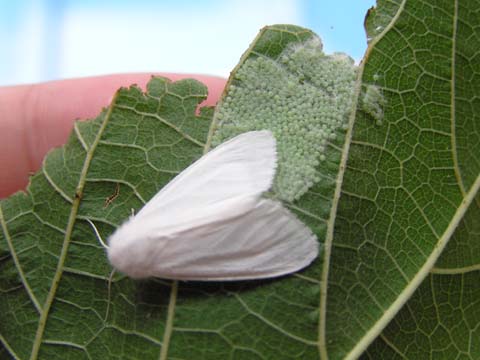 �A�����J�V���q�g���̐���