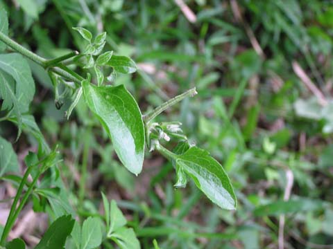 �V���N�K�̈��H