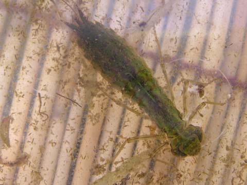 �M�������}�̃��S