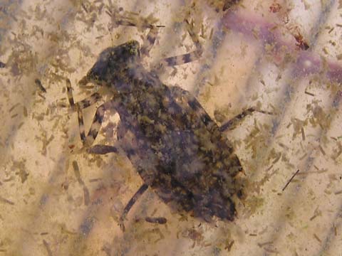 �V�I�J���g���{�̃��S