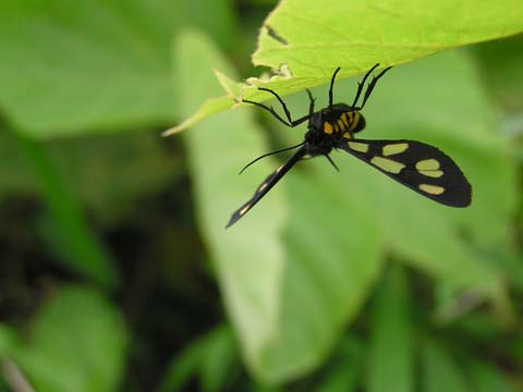 �J�m�R�K�i�����j