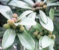 たわわなヤマモモ