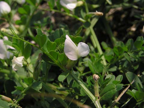 �J���X�m�G���h�E�H