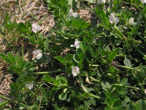 ���������Ă݂�