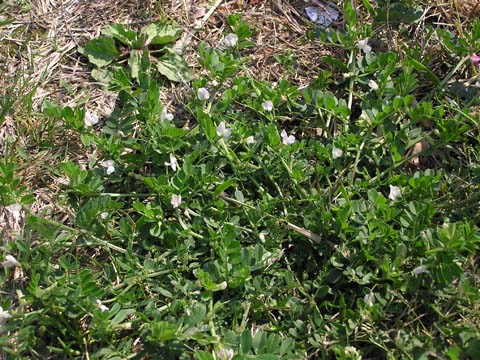 ����������ƈ����Ă݂�