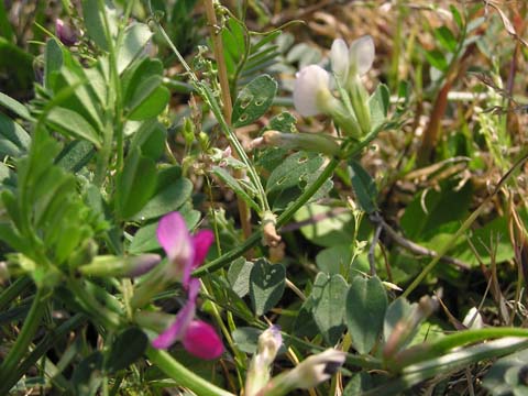 �g���Z�b�g��