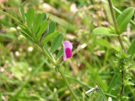 �J���X�m�G���h�E