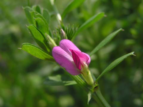 �J���X�m�G���h�E