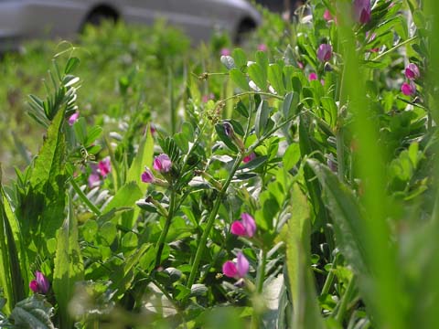 �J���X�m�G���h�E