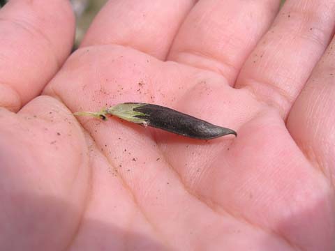 �J���X�m�G���h�E��䰂��͂�����O