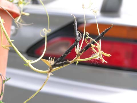 �J���X�m�G���h�E��䰂��͂���������