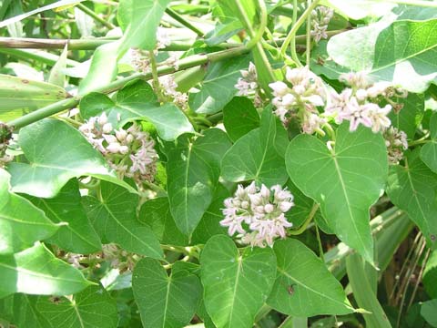 �K�K�C���̉�