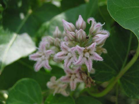 �K�K�C���̉�