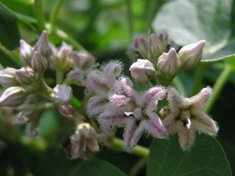 �K�K�C���̉�