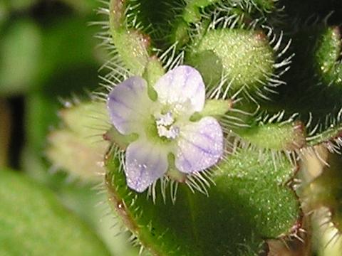 �t���T�o�\�E