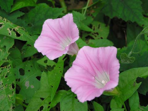 �R�q���K�I