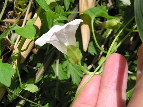 �R�q���K�I�̌�������