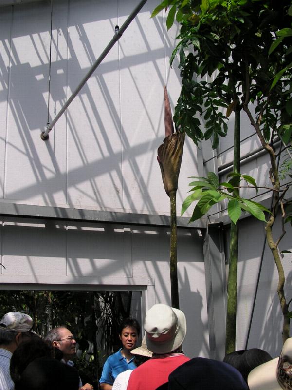 �A�����t�H�t�@���X�E�M�K�X