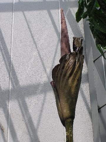 �M�K�X�̉�