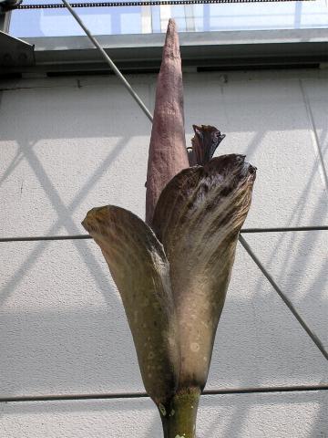 �M�K�X�̉�