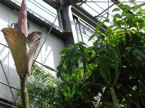 �M�K�X�̉ԂƗt