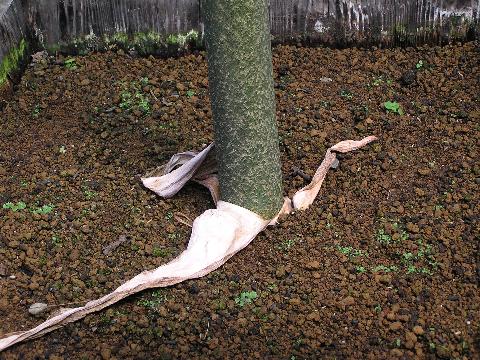 �M�K�X�̍���