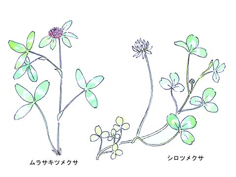 �����T�L�c���N�T�ƃV���c���N�T