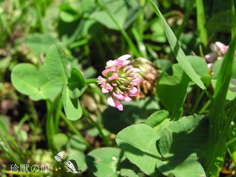 �Ԃ��V���c���N�T�H