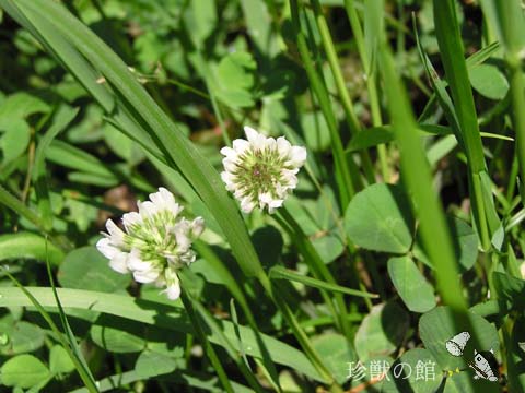 �V���c���N�T�̎Ⴂ��