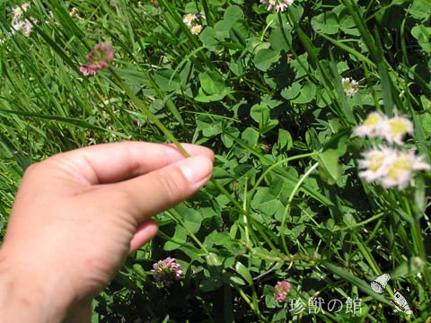 �ʂ�̈����؋��ʐ^