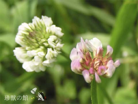 �����V���c���N�T�ƐԂ��V���c���N�T