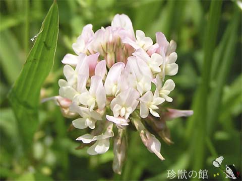 ��������Ԃ��V���c���N�T