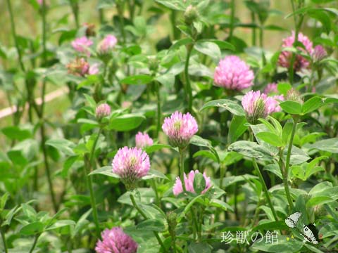 �����T�L�c���N�T