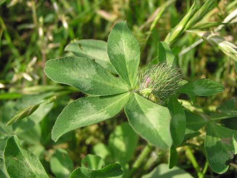 �����T�L�c���N�T