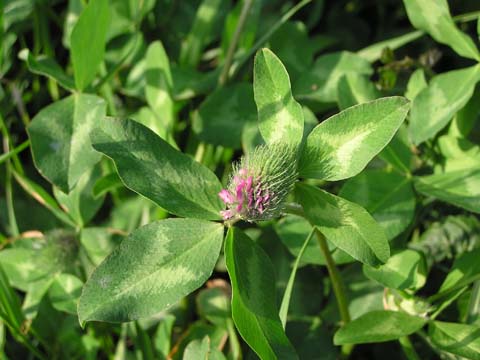 �����T�L�c���N�T