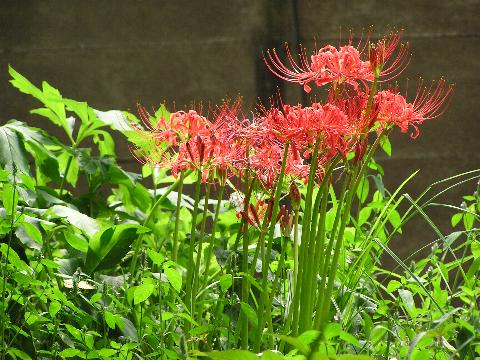 �q�K���o�i